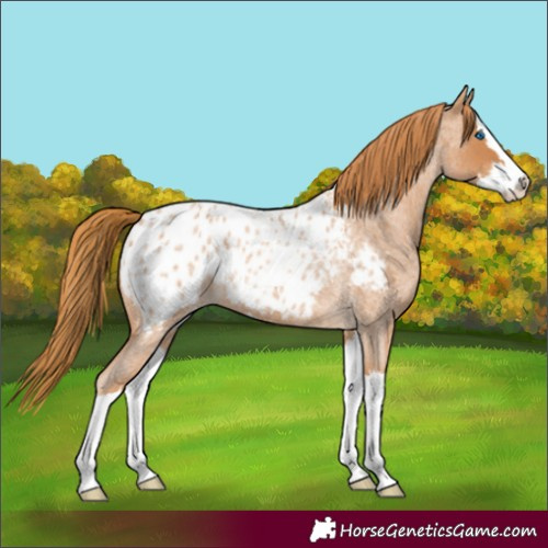 Horse Color:Red Roan Splash Appaloosa 