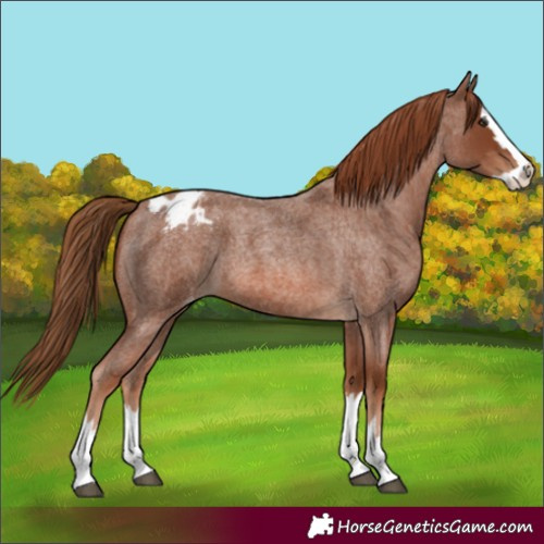 Horse Color:Red Roan Splash Appaloosa