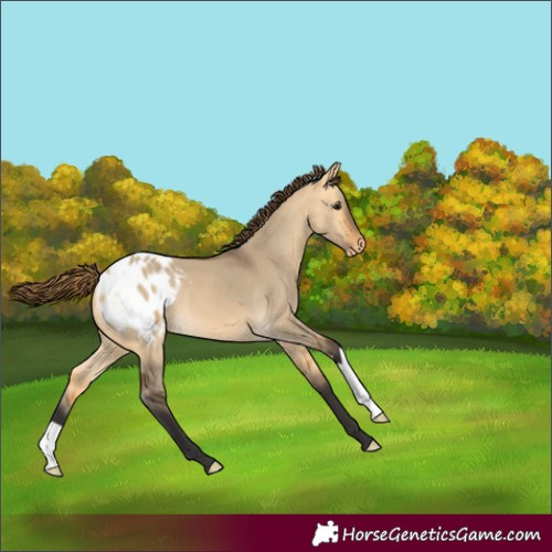 Horse Color:Buckskin Dun Varnish 
