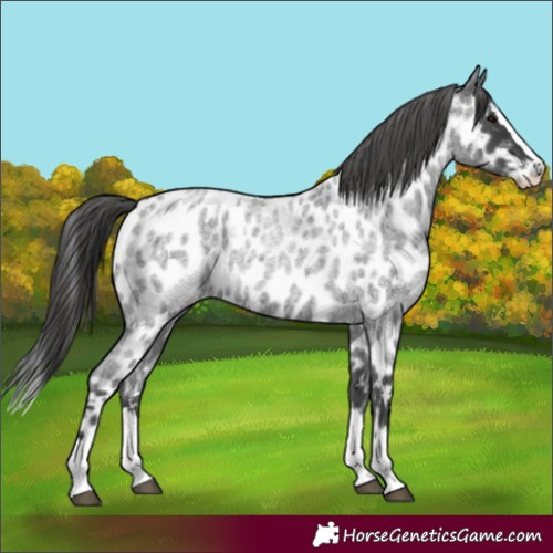 Horse Color:Blue Roan Splash Appaloosa