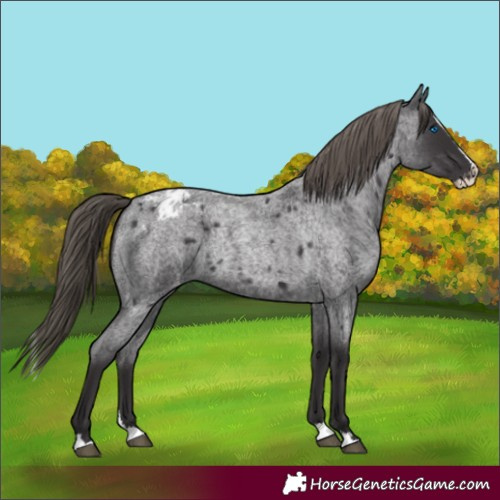 Horse Color:Smoky Blue Roan Splash Appaloosa 