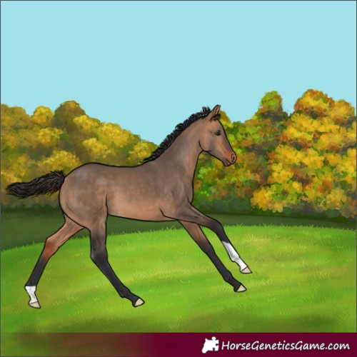 Horse Color:Bay Dun 