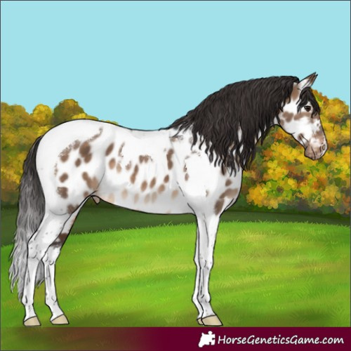 Horse Color:Brown Dun Tobiano Appaloosa