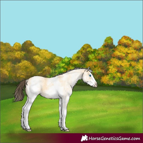 Horse Color:White Spotted Buckskin Dun Splash 
