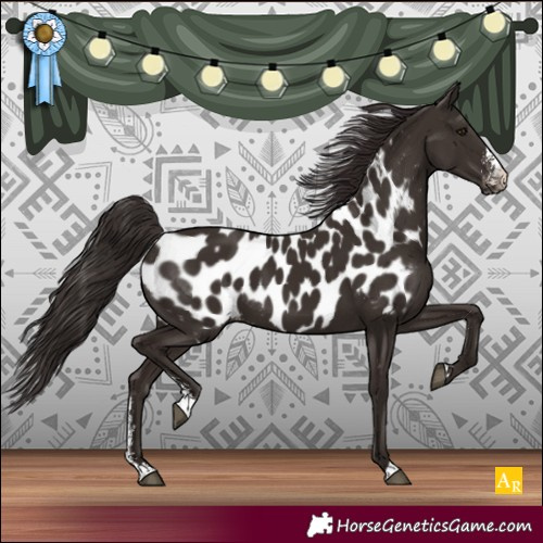 Horse Color:Liver Chestnut Sabino Appaloosa 