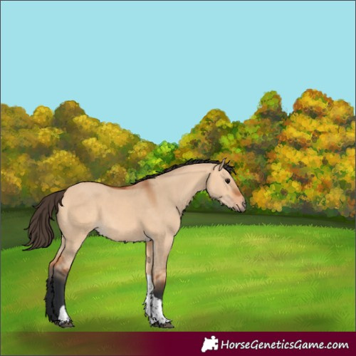 Horse Color:Bay Dun Tobiano 