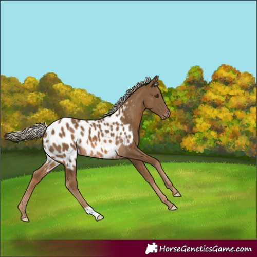 Horse Color:Chocolate Palomino Near Leopard 