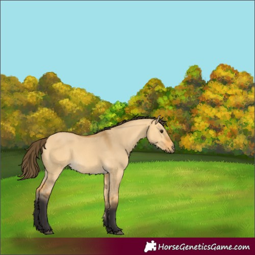 Horse Color:Buckskin Dun 