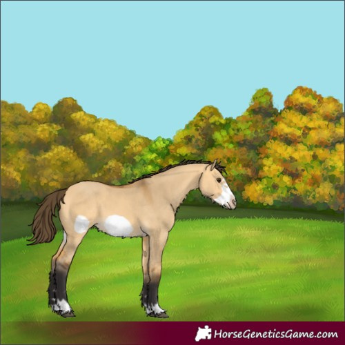 Horse Color:Buckskin Dun Frame 
