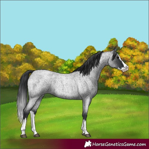 Horse Color:Blue Roan Splash