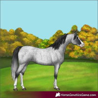 Horse Color:Blue Roan Splash 