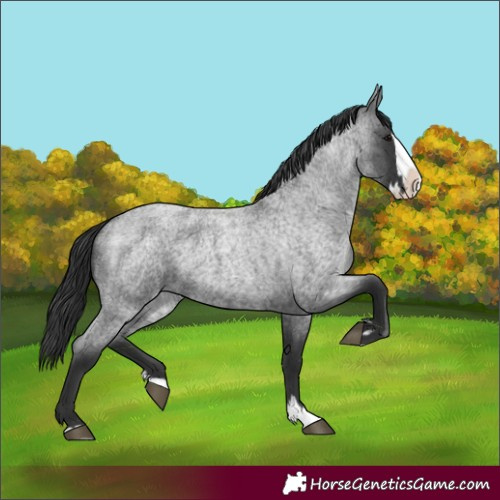 Horse Color:Blue Roan Splash 