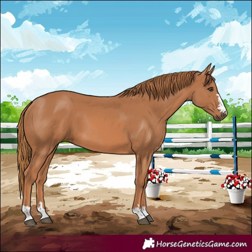 Horse Color:Chestnut 