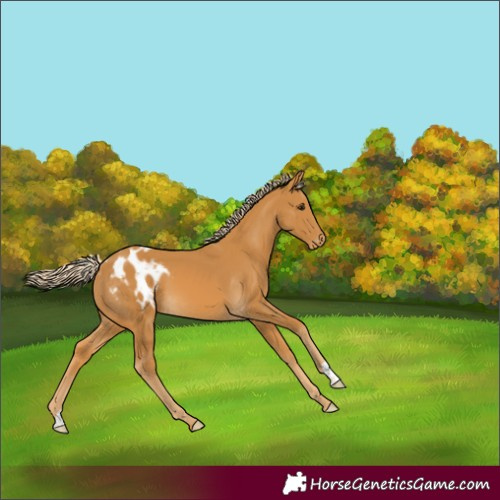 Horse Color:Palomino Varnish 