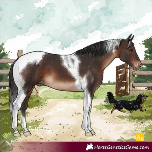 Horse Color:Brown Tobiano Appaloosa 