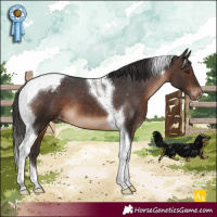 Horse Color:Brown Tobiano Appaloosa
