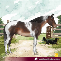 Horse Color:Brown Tobiano Appaloosa 