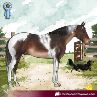 Horse Color:Brown Tobiano Appaloosa