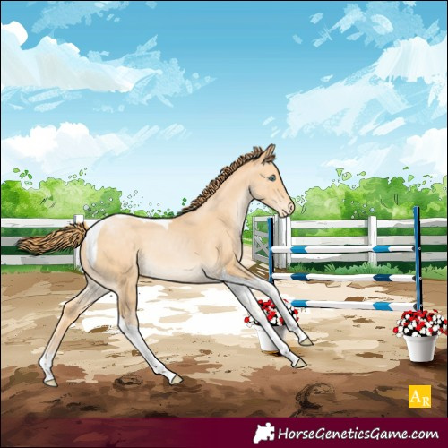 Horse Color:Buckskin Pearl Tobiano Appaloosa 
