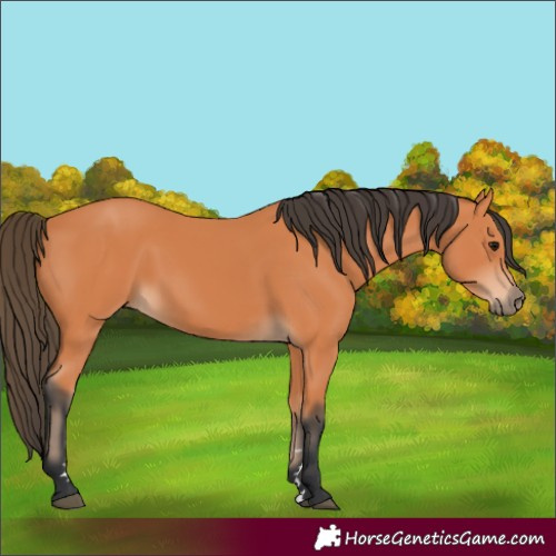 Horse Color:Unknown 