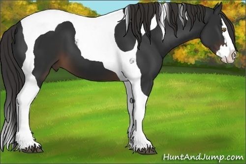 Horse Color:Liver Chestnut Splash Tobiano