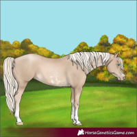 Horse Color:Chocolate Palomino Pearl Sabino