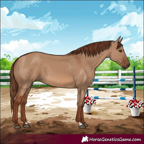 Horse Color:Red Dun 