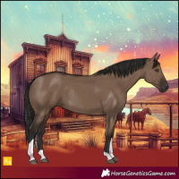 Horse Color:Liver Red Dun Tobiano Rabicano