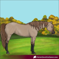 Horse Color:Liver Red Dun Rabicano 