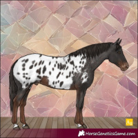 Horse Color:Liver Chestnut Appaloosa 