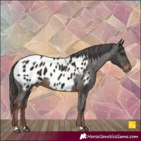 Horse Color:Liver Chestnut Appaloosa 