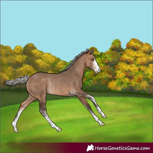 Horse Color:Silver Brown Dun Sabino Rabicano 