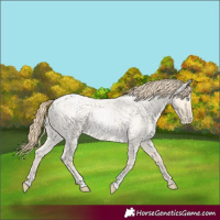 Horse Color:Buckskin Roan Pearl Sabino