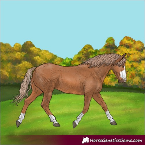 Horse Color:Chestnut 
