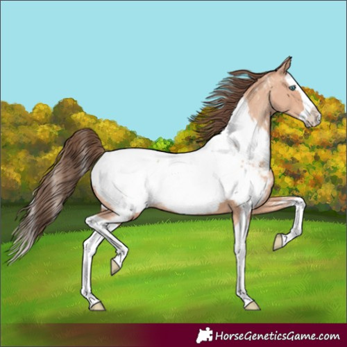 Horse Color:Amber Champagne Splash Near Fewspot 
