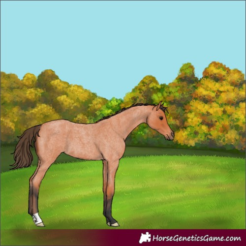 Horse Color:Bay Roan