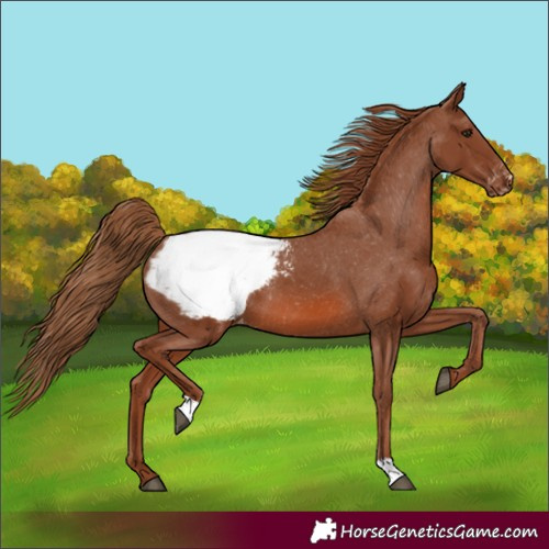 Horse Color:Chestnut Appaloosa 