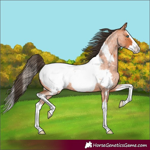 Horse Color:Bay Roan Splash Near Fewspot 