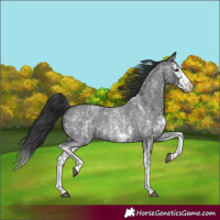 Horse Color:Blue Roan Sabino Splash and Blue Roan Sabino Splash