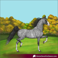 Horse Color:Blue Roan Sabino Splash and Blue Roan Sabino Splash