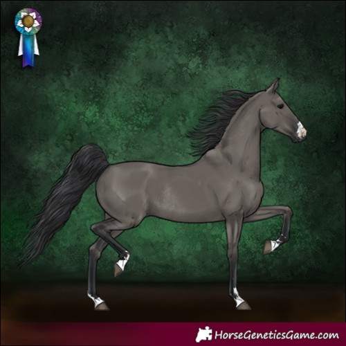 Horse Color:Grullo Rabicano 