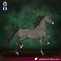 Horse Color:Grullo Rabicano 