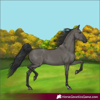 Horse Color:Grullo Rabicano