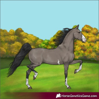 Horse Color:Grullo Rabicano
