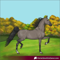 Horse Color:Grullo Rabicano 