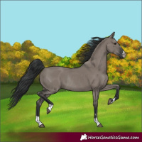 Horse Color:Grullo Rabicano