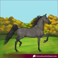 Horse Color:Grullo Rabicano