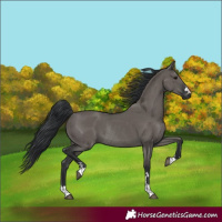 Horse Color:Grullo Rabicano