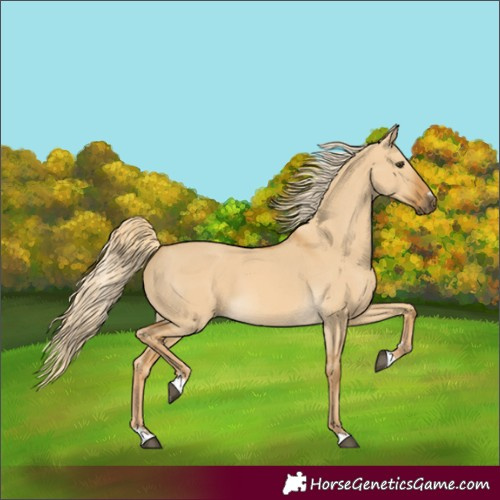 Horse Color:Palomino Dun 