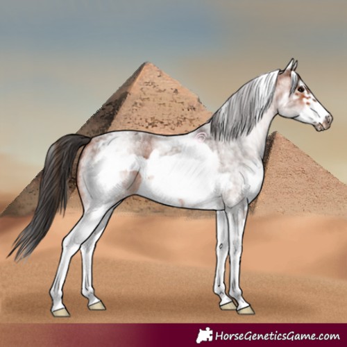 Horse Color:White Spotted Brown Roan Frame